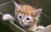 /album/gatitosymas/cachorros-de-gatitos-3-jpg/