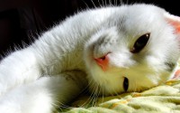 /album/gatitosymas/gatito-blanco-2-jpg/