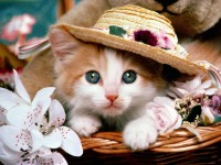 /album/gatitosymas/gatitos-1-jpg/