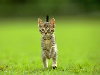 /album/gatitosymas/gatitos-4-jpg/