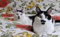 /album/gatitosymas/gatitos-amigos-cat-friends-1920x1200-jpg/